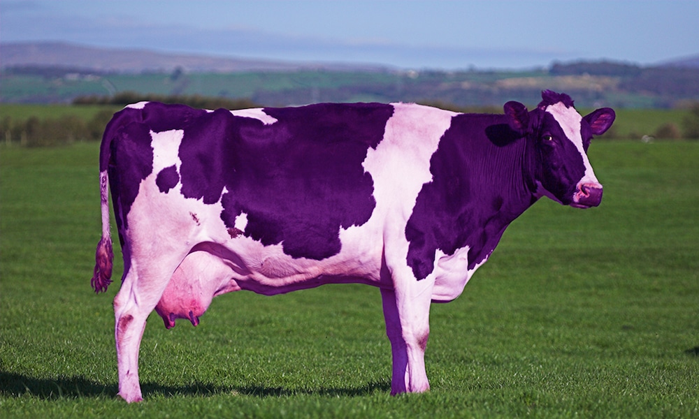 گاو بنفش چیست