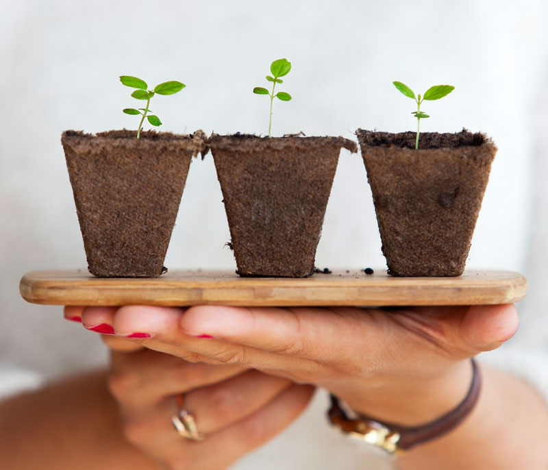 رقابت رشد گیاه